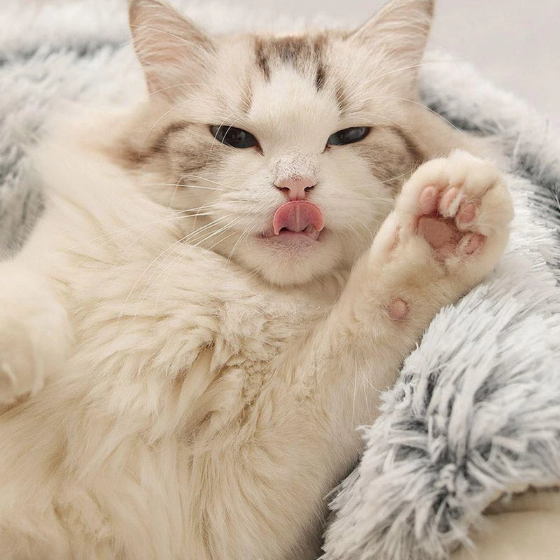 Cama 2 em 1 para Gatos